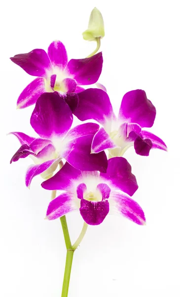 Orchid — Stock Photo, Image