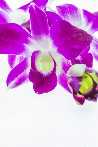 Růžová orchidej — Stock fotografie