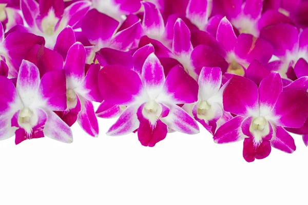 Orkide çiçekleri — Stok fotoğraf