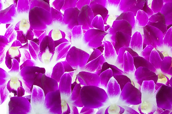 Fundo das orquídeas — Fotografia de Stock