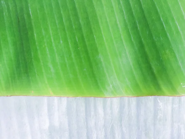 Banana leaves — Stock Photo, Image