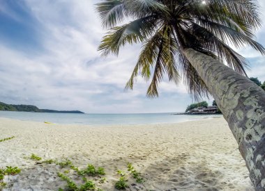 Beach coconut palm ağaçlar