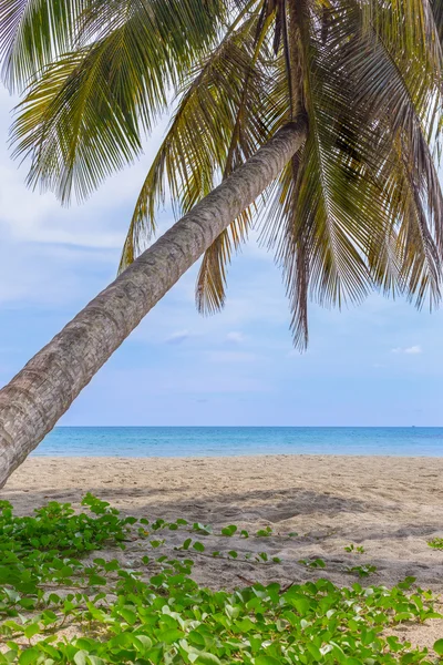 Spiaggia e noce di cocco — Foto Stock