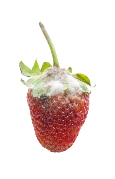 Fragola — Foto Stock