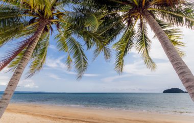 Beach coconut palm ağaçlar