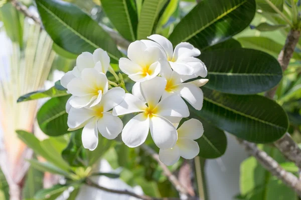 Plumeria frangipani — Stockfoto