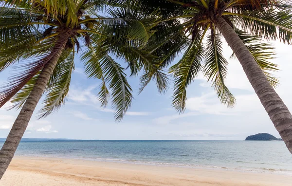 Beach coconut palm trees — Stock Photo, Image