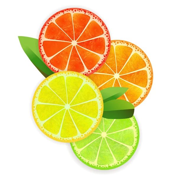 Set of citrus fruit - lemon, orange, grapefruit and lime — Stock Vector