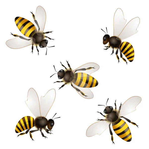 Set of bees isolated on white — Stock Vector