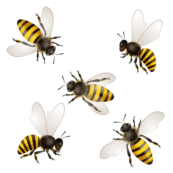 Conjunto de abejas aisladas en blanco — Vector de stock