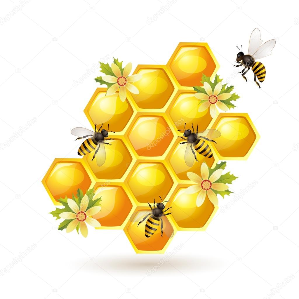 Bees, honeycombs and flowers isolated on white