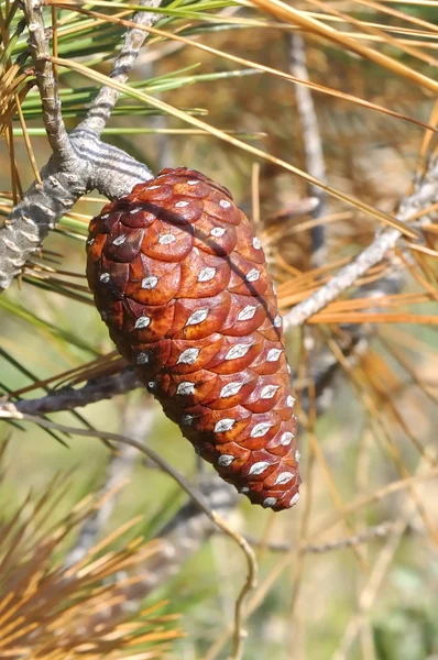 Fruit of the pine — Stock Photo, Image
