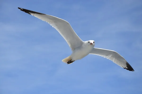 Pigeon — Stock Photo, Image