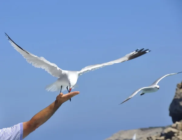 The flight of the dove — Stock Photo, Image