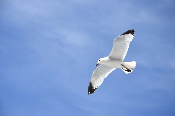 Måsen flyger — Stockfoto