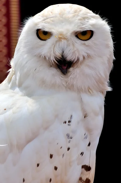 White owl — Stock Photo, Image