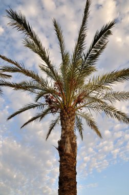 bir palm görünümlü