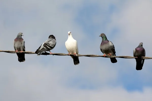 Pigeons Images De Stock Libres De Droits