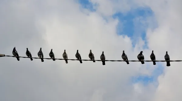 Güvercinler — Stok fotoğraf