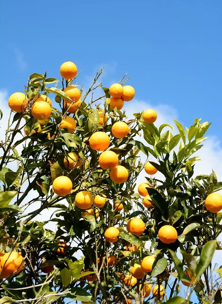 Orange tree — Stock Photo, Image