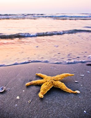 Deniz yıldızı Plajı