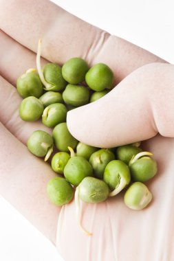 germinated bezelye portre