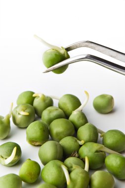 cımbız üzerine bezelye