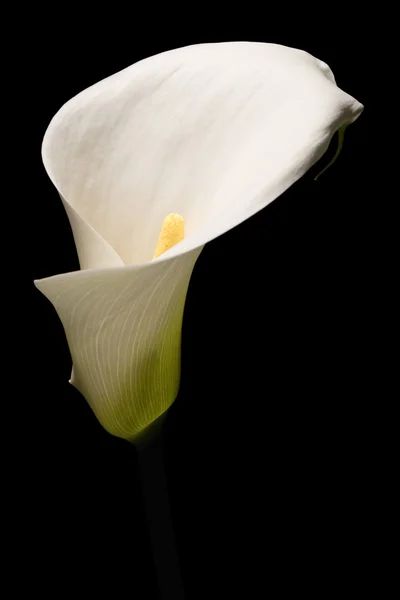 Flor de lírio Calla — Fotografia de Stock