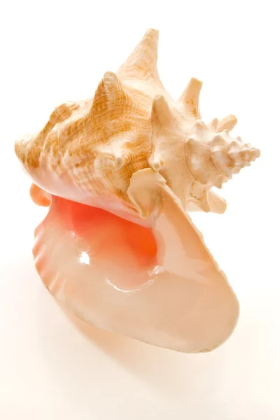 Big seashell isolated — Stock Photo, Image