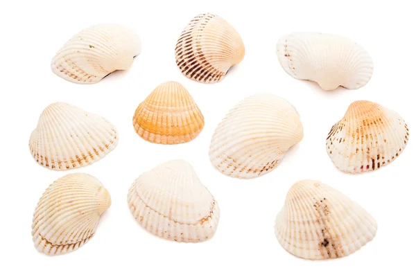 海の貝殻コレクション — ストック写真