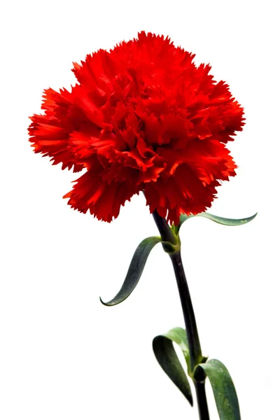 Red carnation — Stock Photo, Image