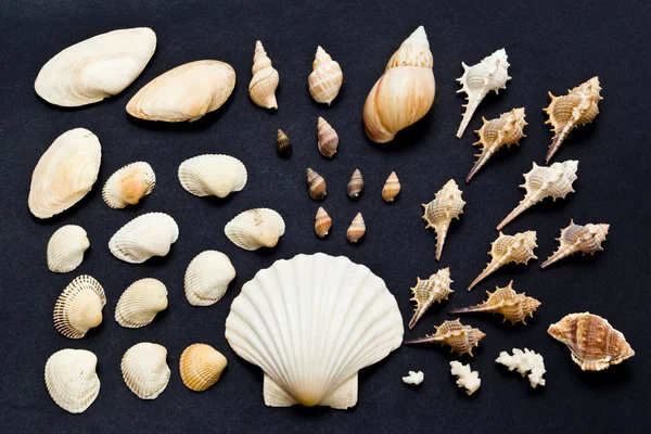 Colección de conchas marinas —  Fotos de Stock