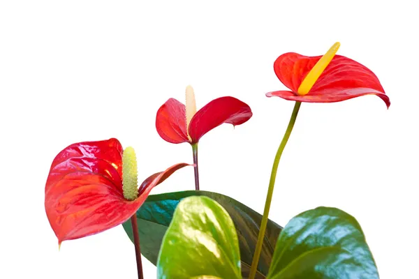 Flores rojas de anturio — Foto de Stock