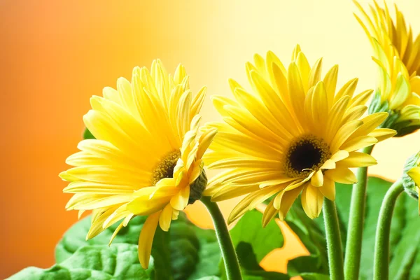 Yellow gerbera flowers — Stock Photo, Image