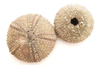 deniz kabuklarını izole