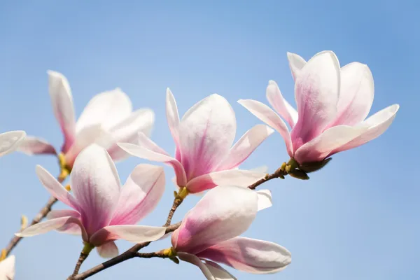 Magnolia flowers on sky — Stock Photo, Image