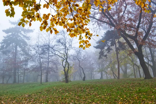 Herfst mist — Stockfoto