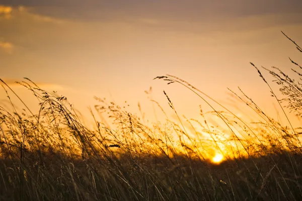 Grass and sunset — Stock Photo, Image