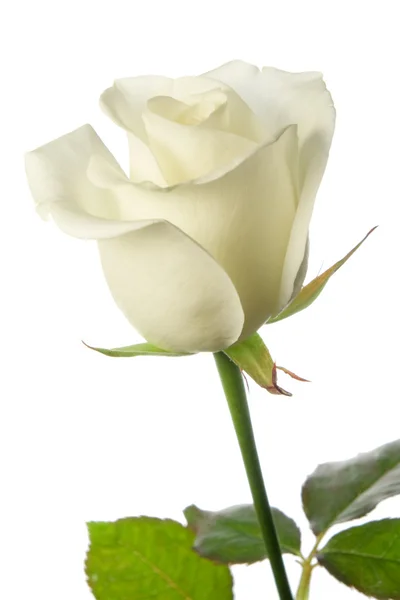 White rose — Stock Photo, Image