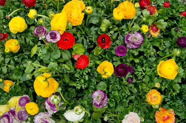 Cama de flores — Fotografia de Stock