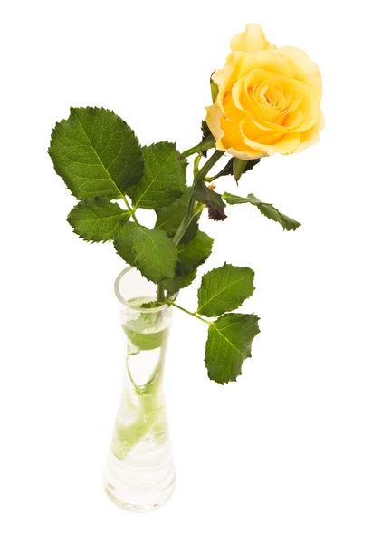 Rose in vase — Stock Photo, Image