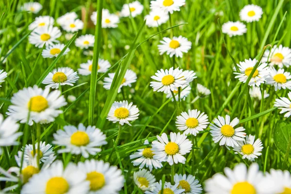 Gänseblümchen und Gras — Stockfoto