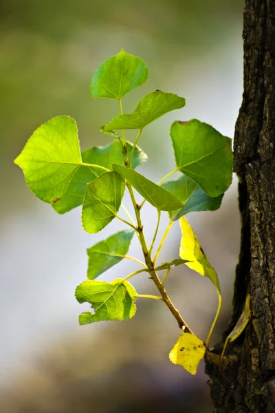 Hojas verdes — Foto de Stock