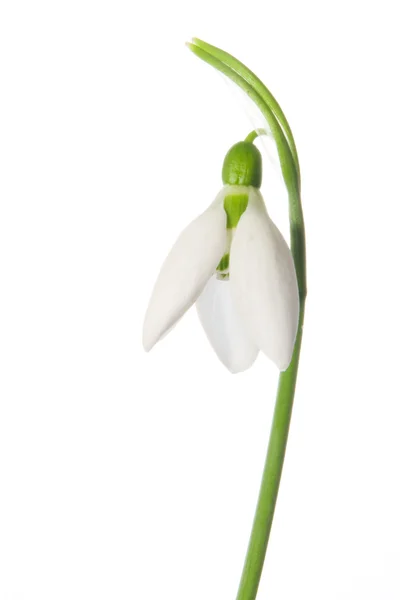 Snowdrop kwiat — Zdjęcie stockowe