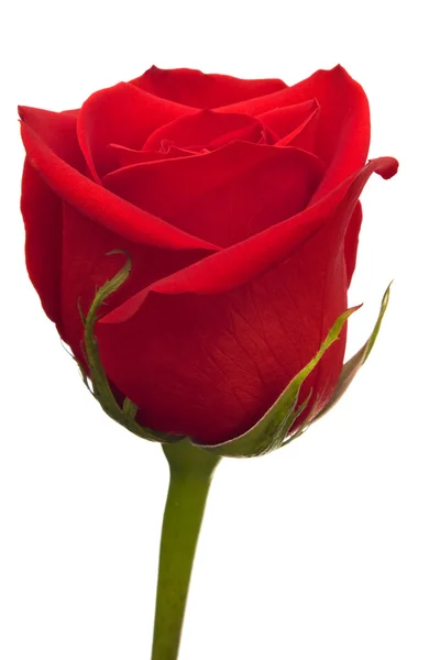 Red rose flower — Stock Photo, Image