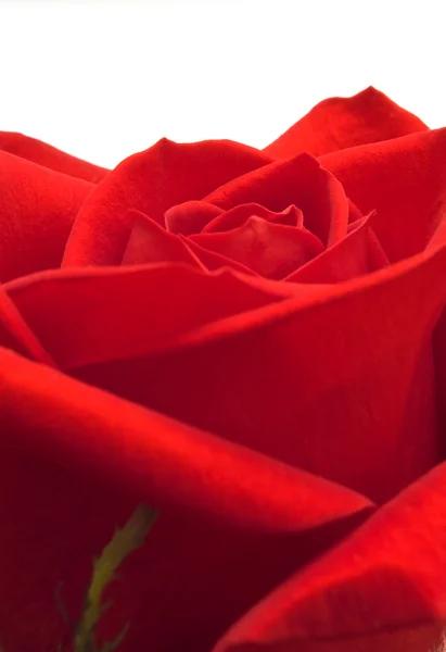 Red rose closeup — Stock Photo, Image