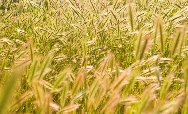 Grass background — Stock Photo, Image