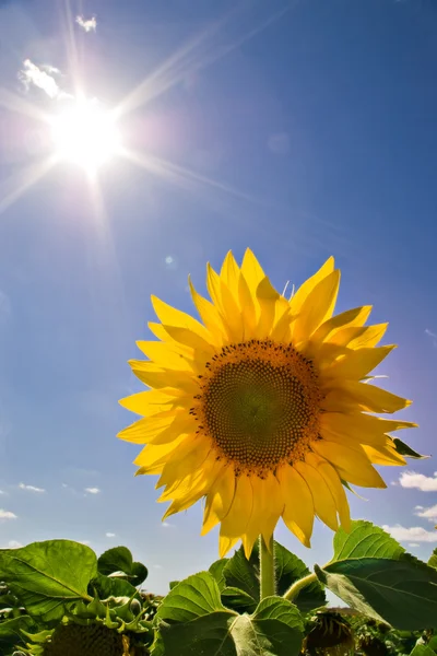 Sunflower and sun — Stock Photo, Image
