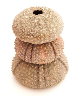 deniz kabuklarını yığını