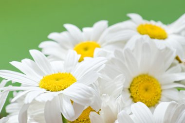 Beyaz papatya portre